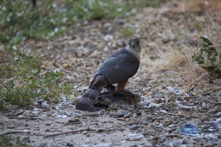 Cooper’s Hawk, Mourning Dove