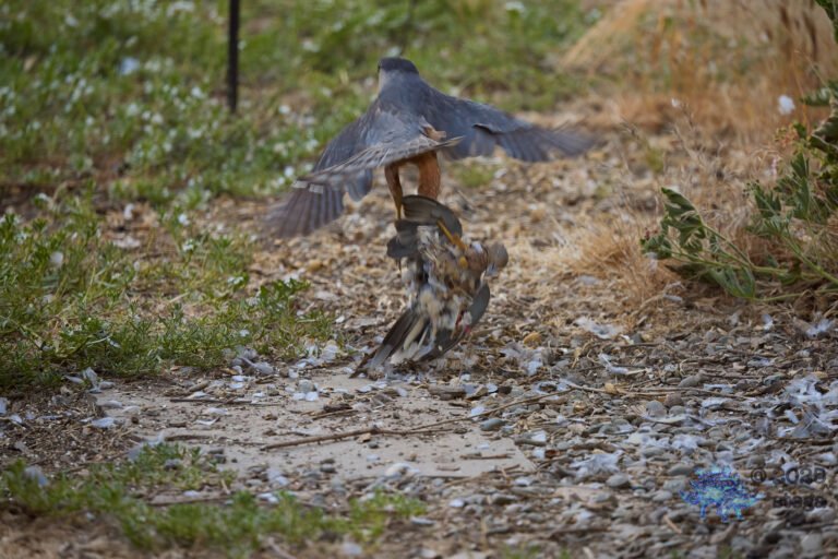 Cooper’s Hawk, Mourning Dove