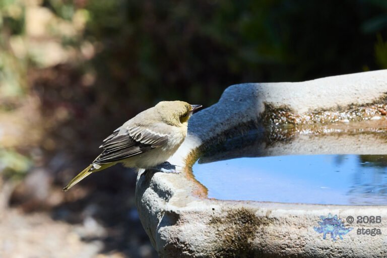 Bullock’s Oriole