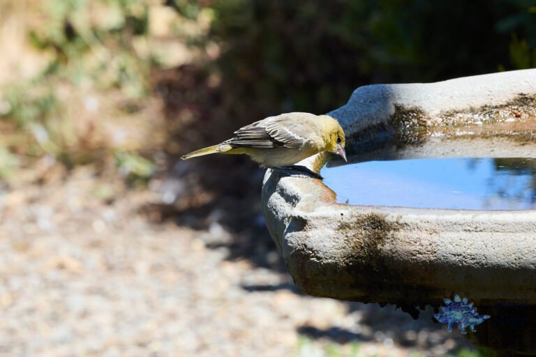 Bullock’s Oriole