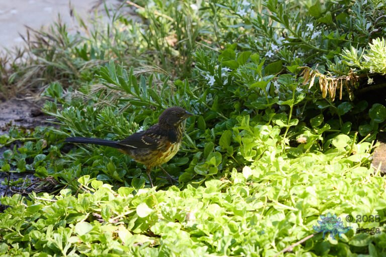 Spotted Towhee