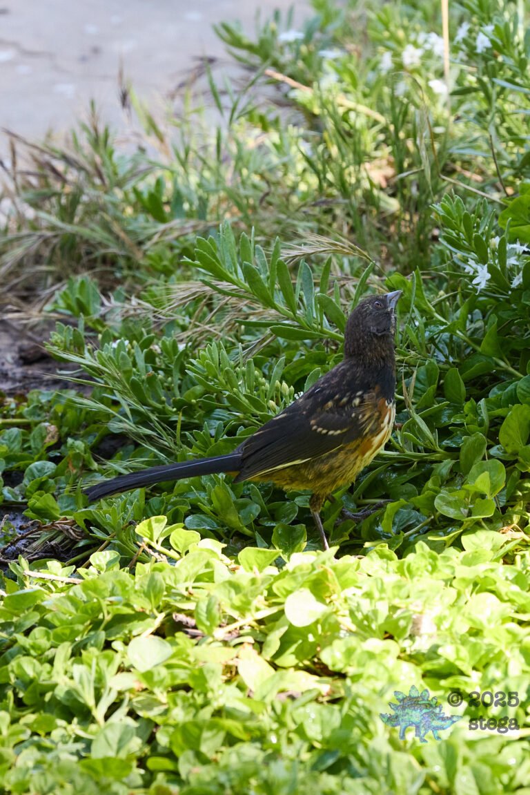 Spotted Towhee