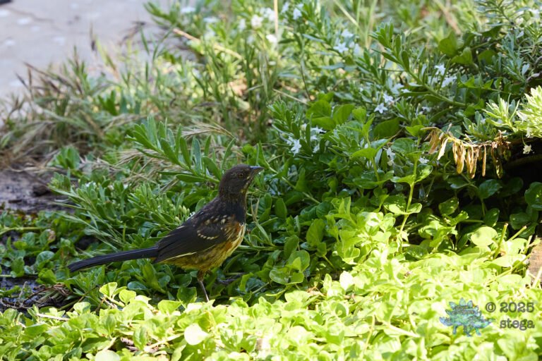 Spotted Towhee