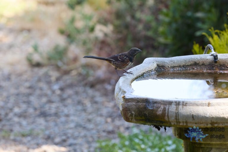 Spotted Towhee