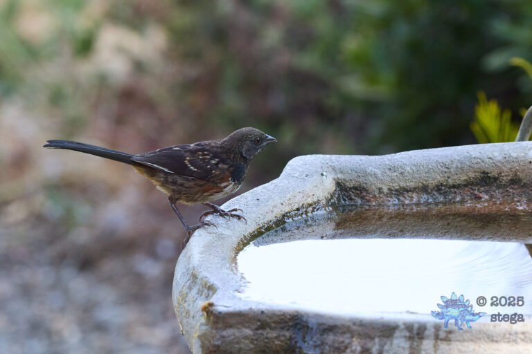 Spotted Towhee