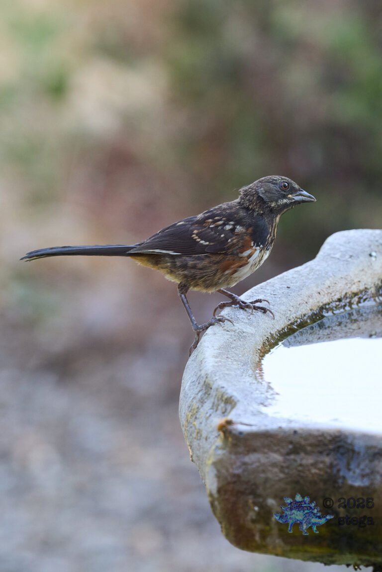 Spotted Towhee