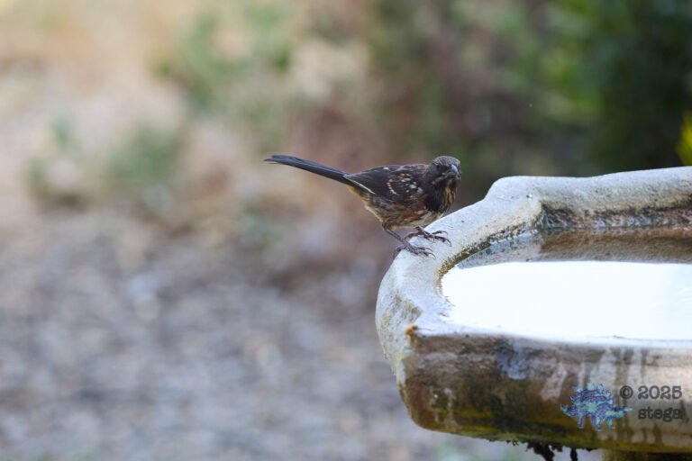 Spotted Towhee