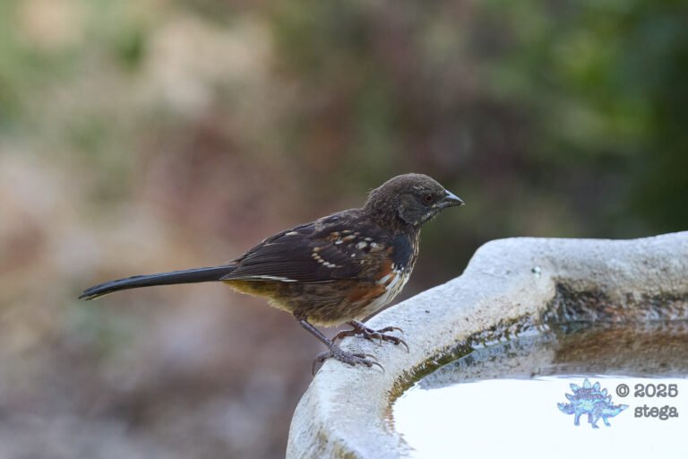 Spotted Towhee