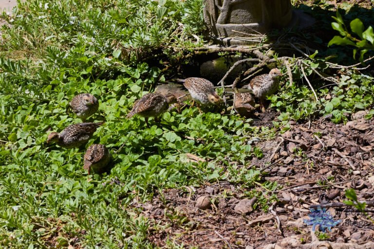 California Quail