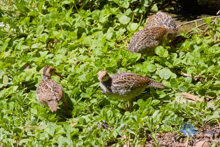 California Quail