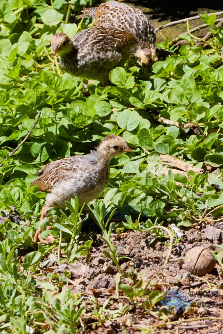 California Quail