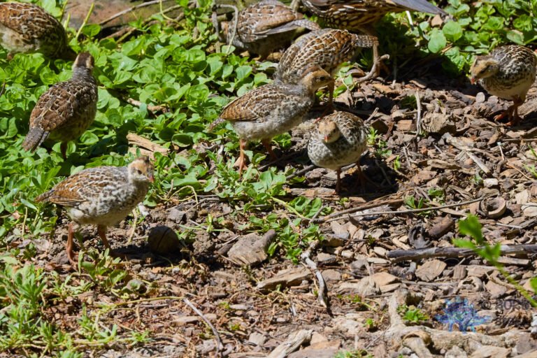 California Quail