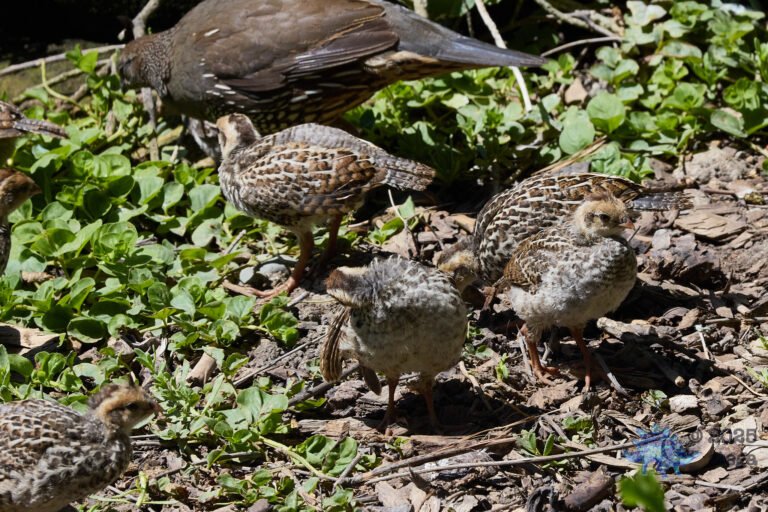 California Quail