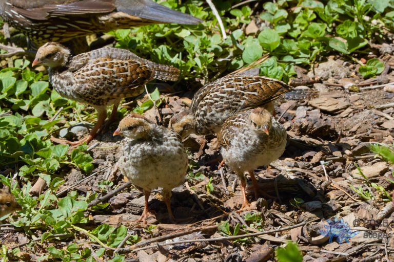 California Quail