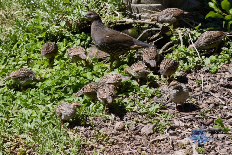 California Quail