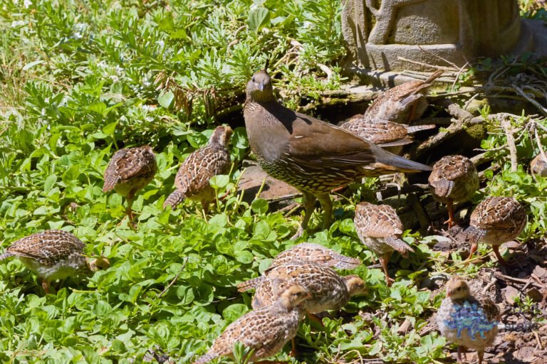 California Quail