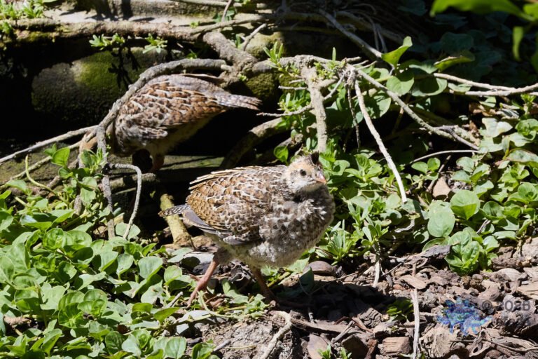 California Quail