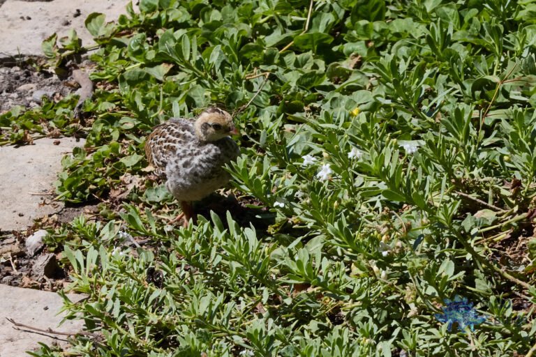 California Quail