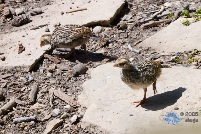 California Quail