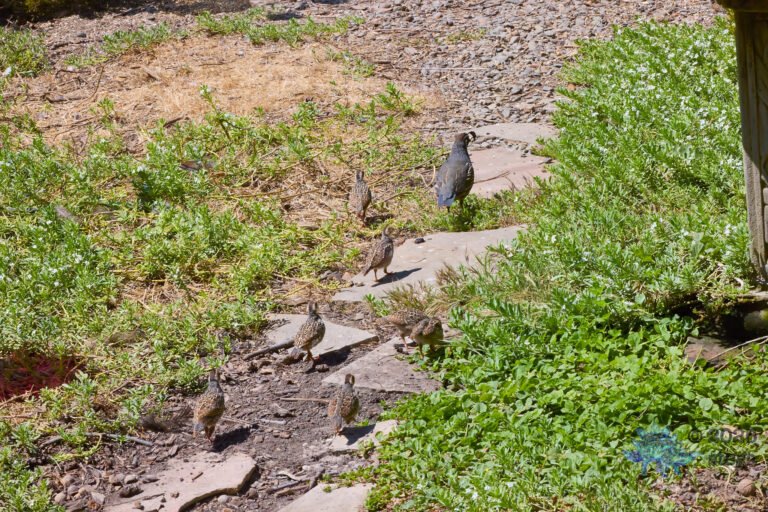 California Quail