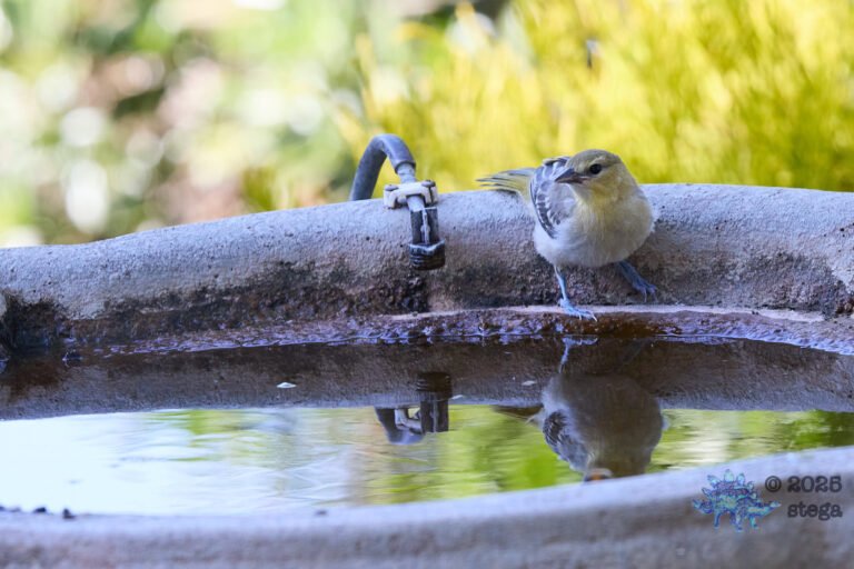 Bullock’s Oriole