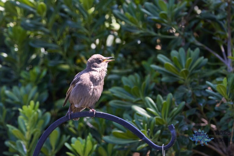 European Starling