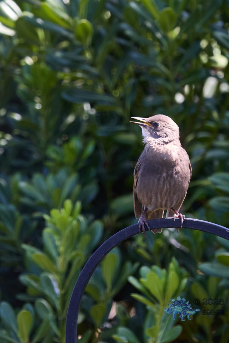 European Starling