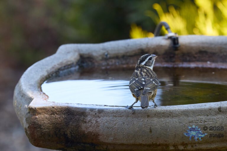 Black-headed Grosbeak