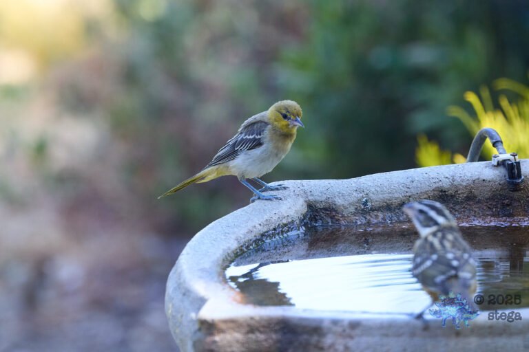 Bullock’s Oriole