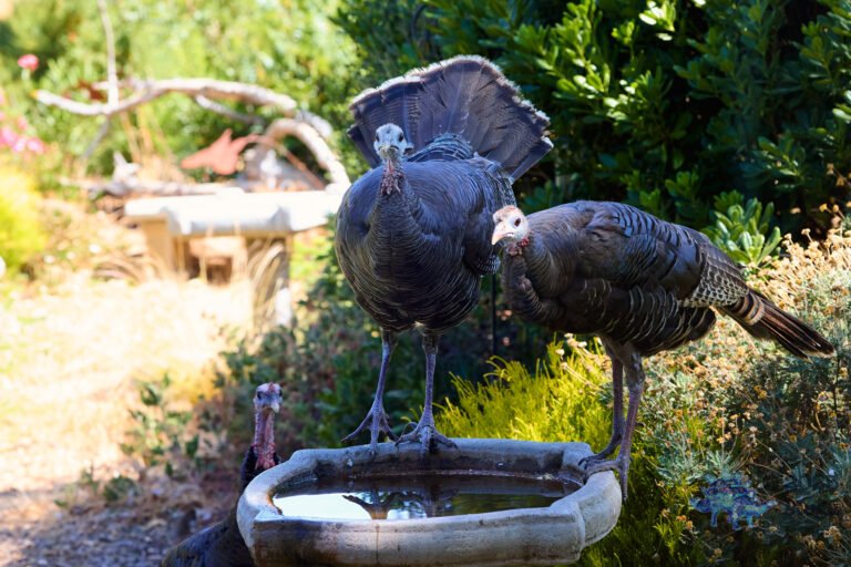 Turkey