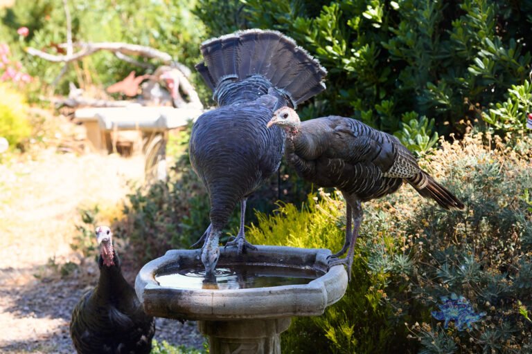 Turkey