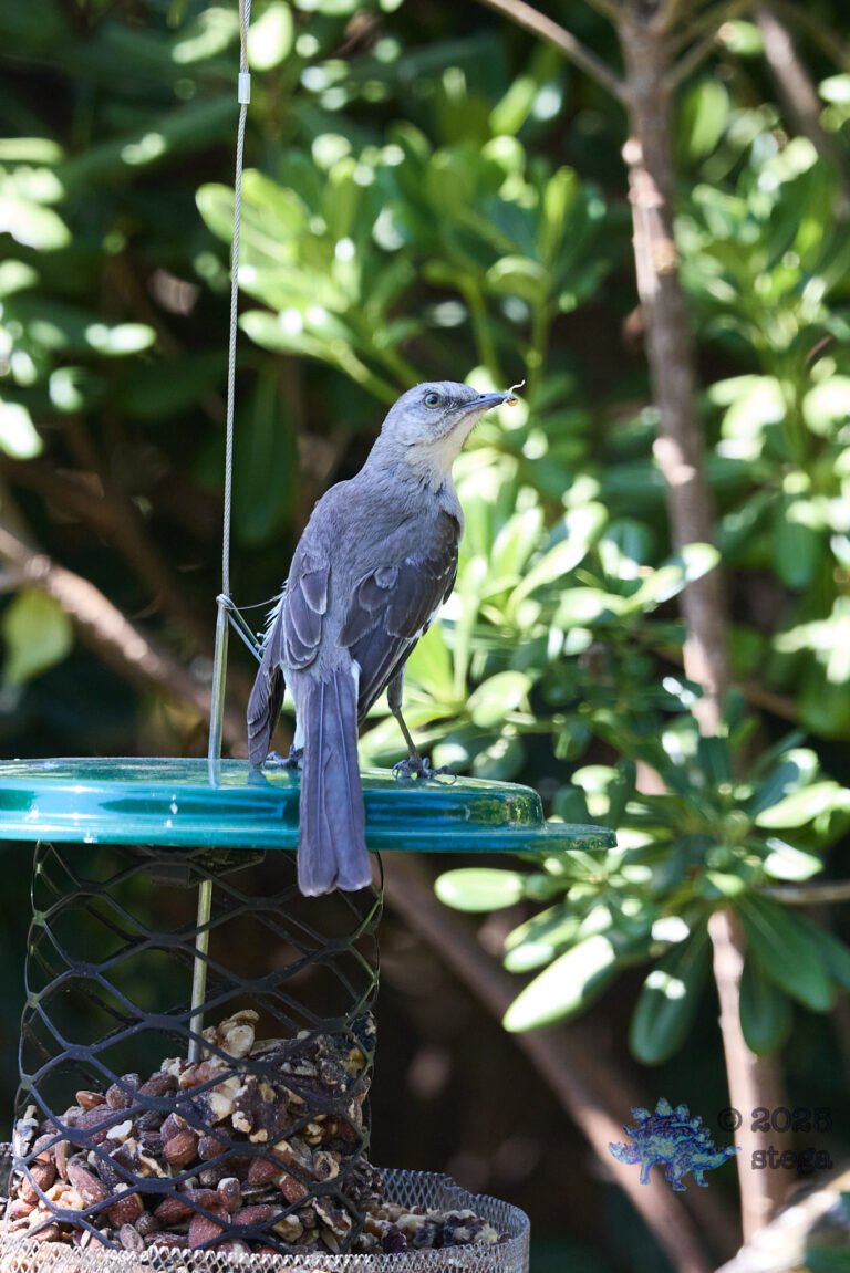 Northern Mockingbird
