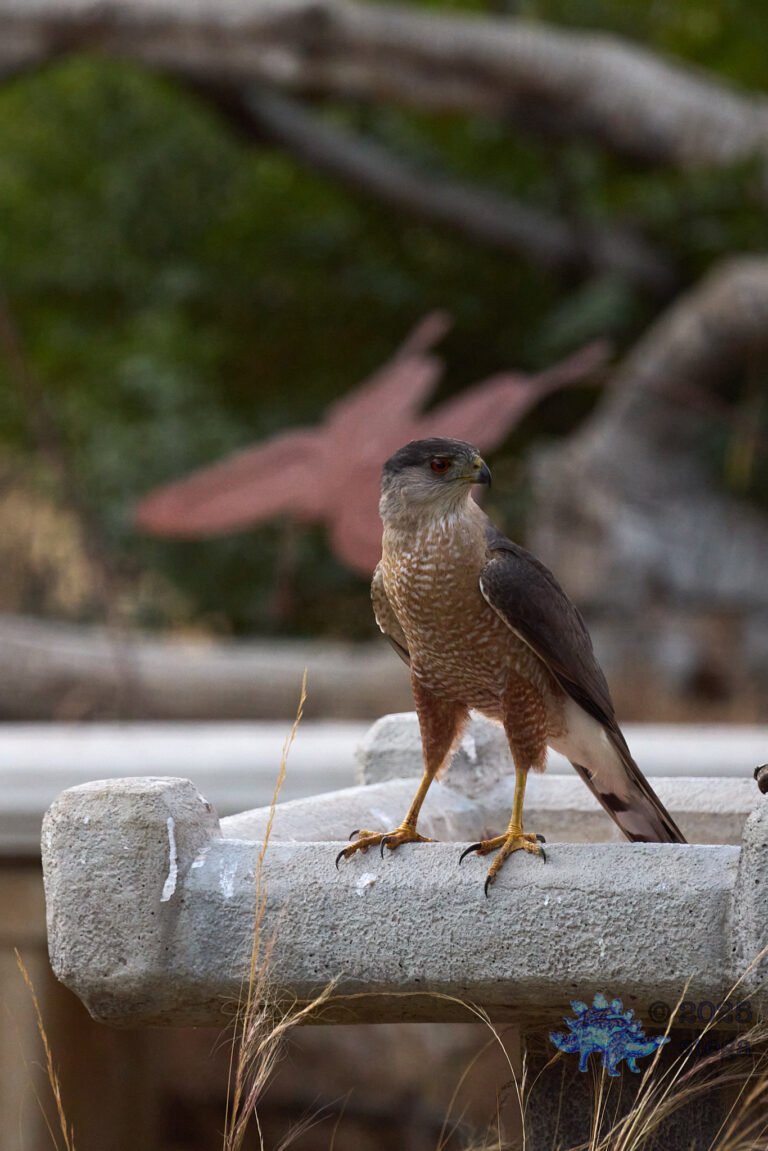 Cooper’s Hawk