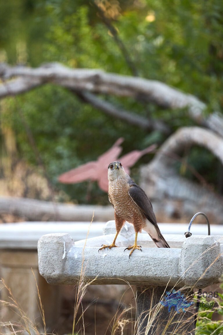 Cooper’s Hawk