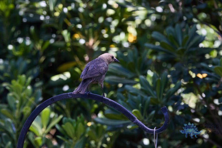 Brown-headed Cowbird