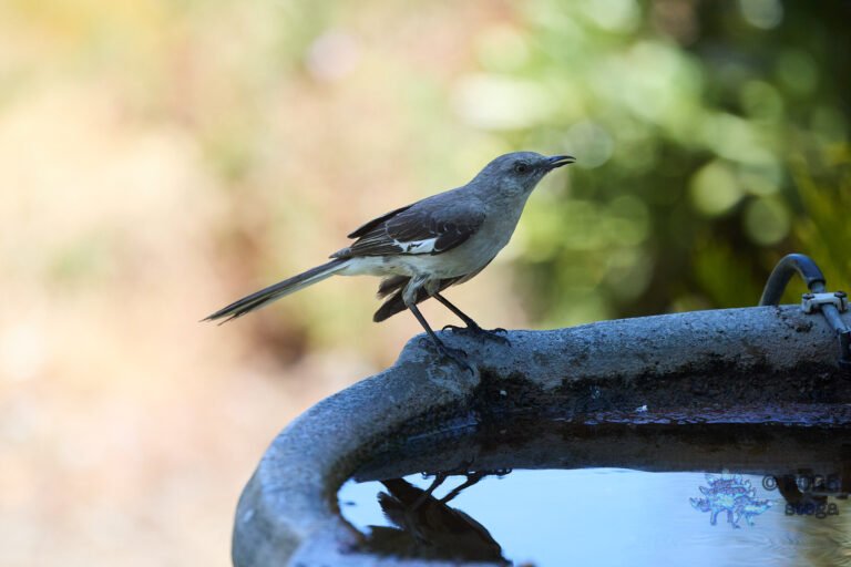 Northern Mockingbird
