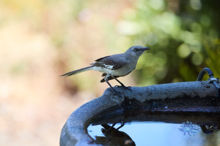 Northern Mockingbird