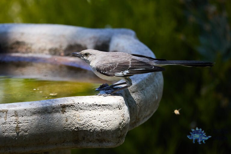 Northern Mockingbird