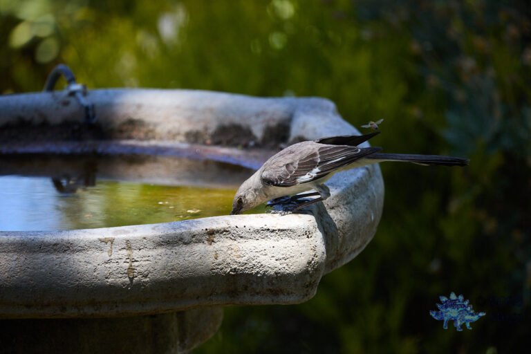 Northern Mockingbird
