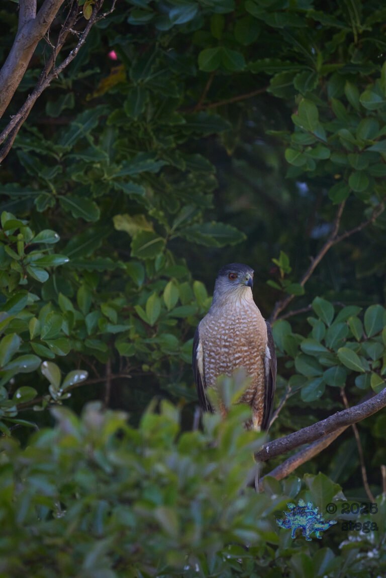 Cooper’s Hawk