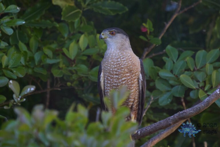 Cooper’s Hawk