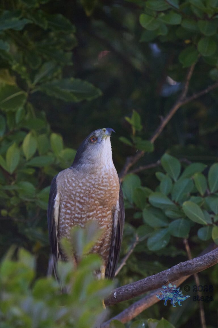 Cooper’s Hawk