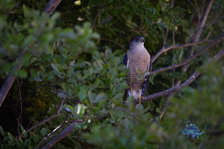 Cooper’s Hawk