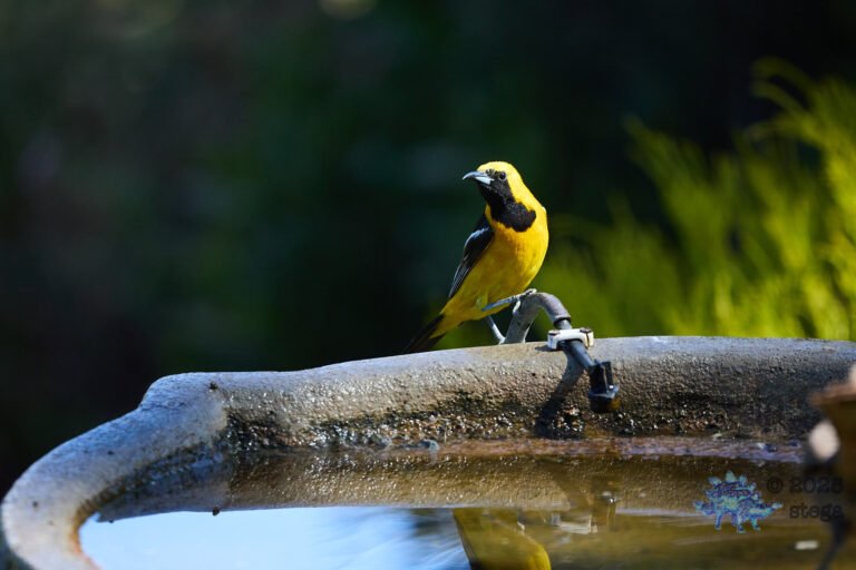 Hooded Oriole