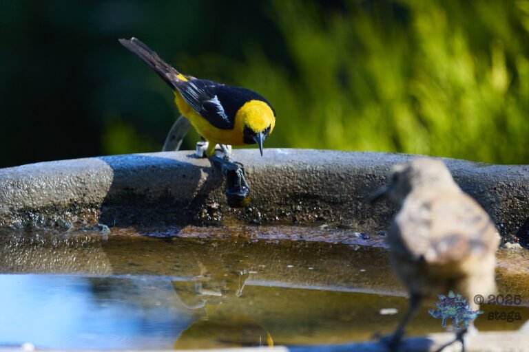 Hooded Oriole