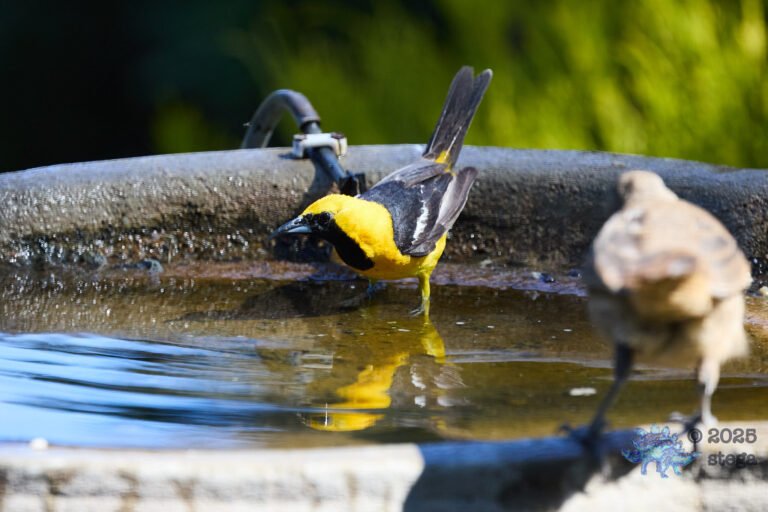 Hooded Oriole