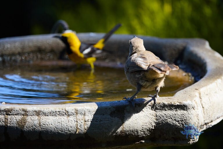 California Thrasher, Hooded Oriole