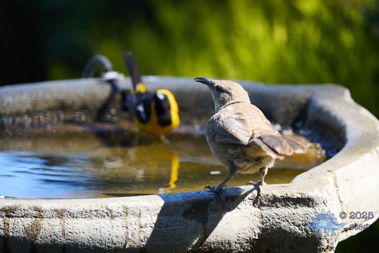 California Thrasher