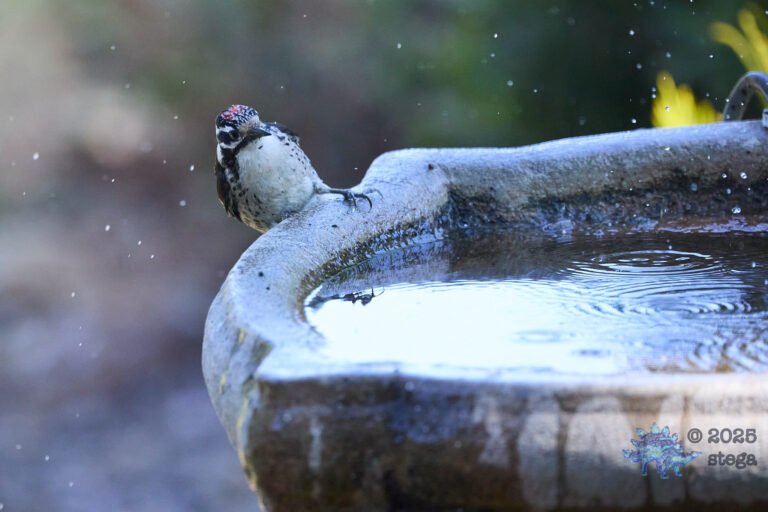 Nuttall’s Woodpecker
