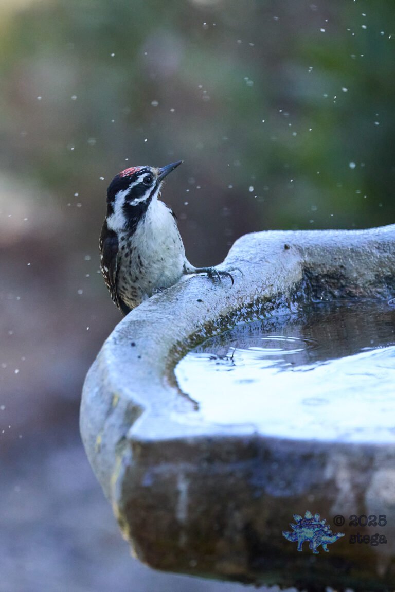 Nuttall’s Woodpecker
